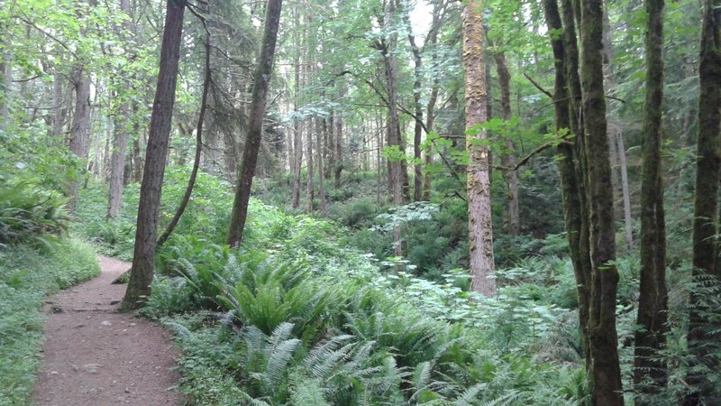 Ferns and Forest on Quarry Trail