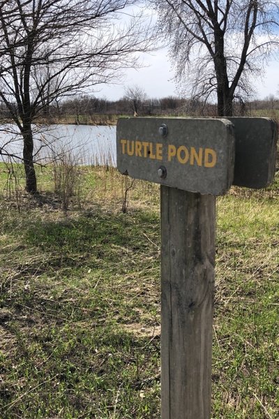 Turtle pond