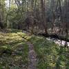 OST about 4.5 miles from the Greenbrier Cove trailhead