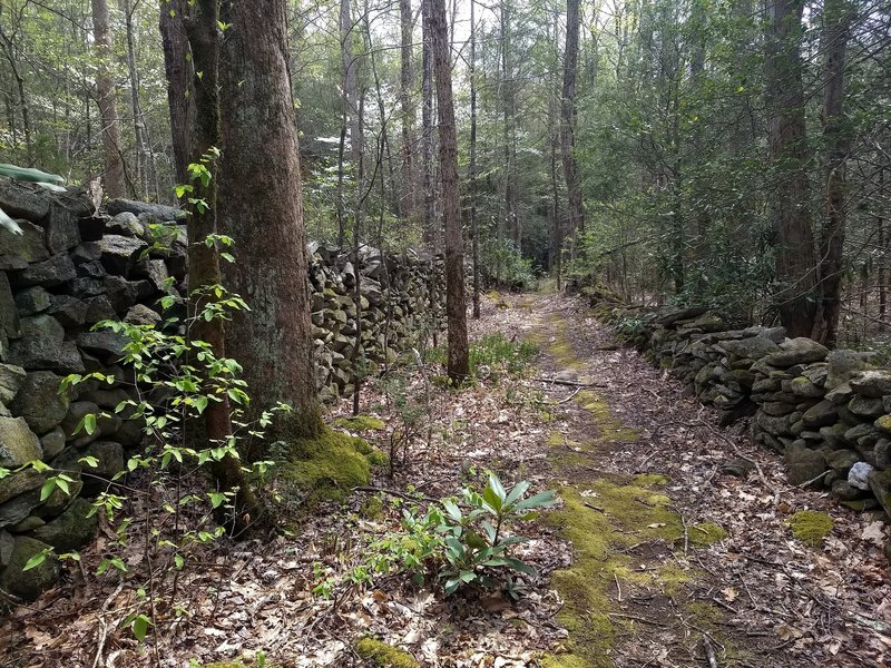 The defining feature of the Old Settlers Trail is the abundance of stone walls and chimneys evincing the homesteads that once populated the area. There are multiple such stretches as pictured here, where the trail is basically walled in.