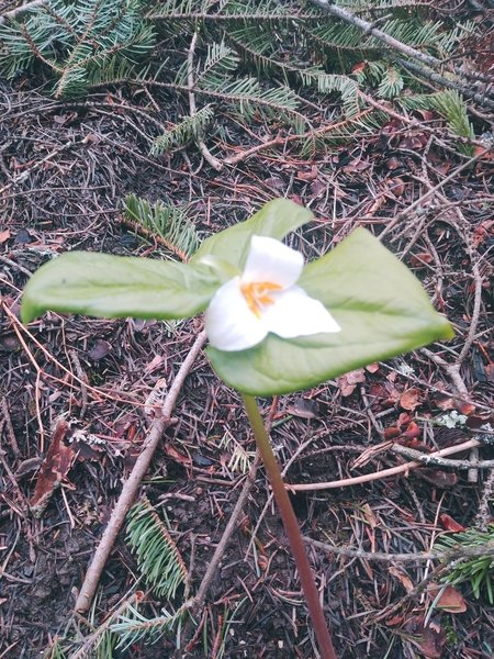 Trillium at Steven's Creek