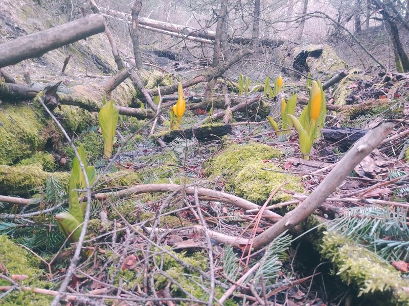 Skunk cabbage