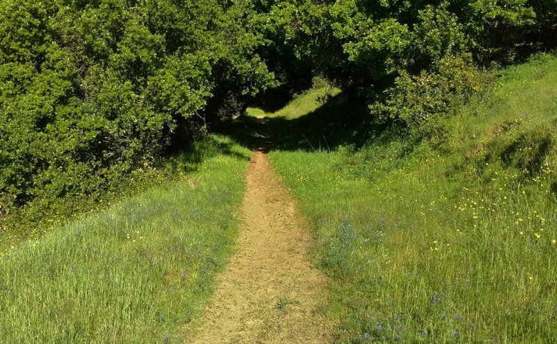 Heading down through the wildflowers at the top of Prospect #3 Trail in April.