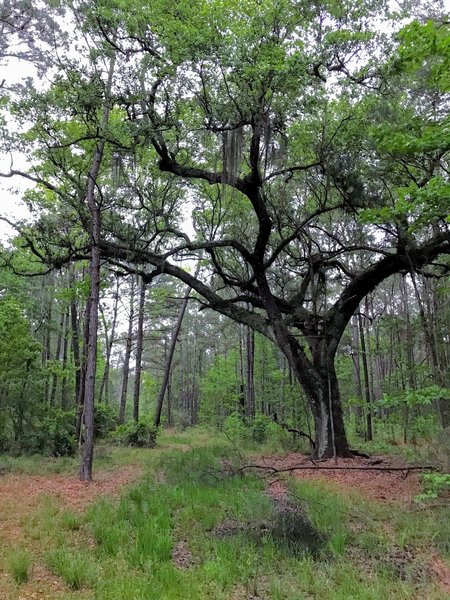 An old live oak on the trail