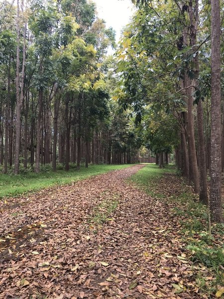 Walk through mahogany plantation