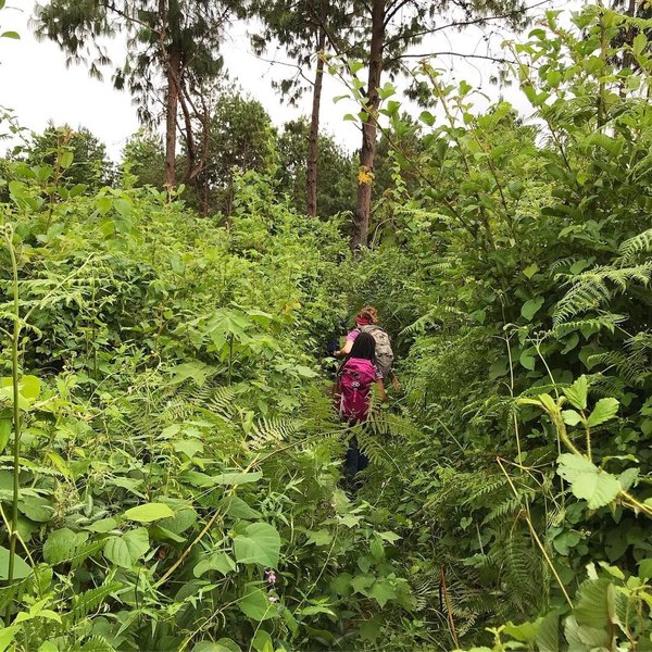 Brush is Thick on Trail