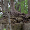 cool rock/tree formation