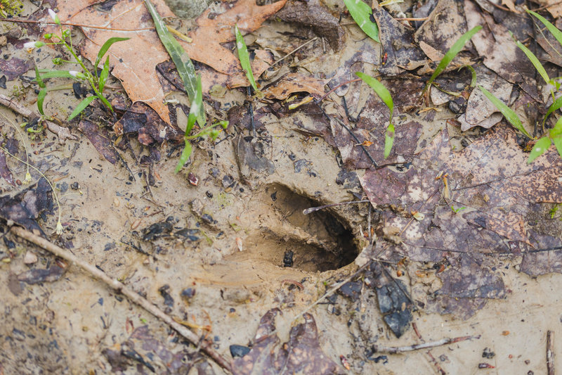 deer hoof print