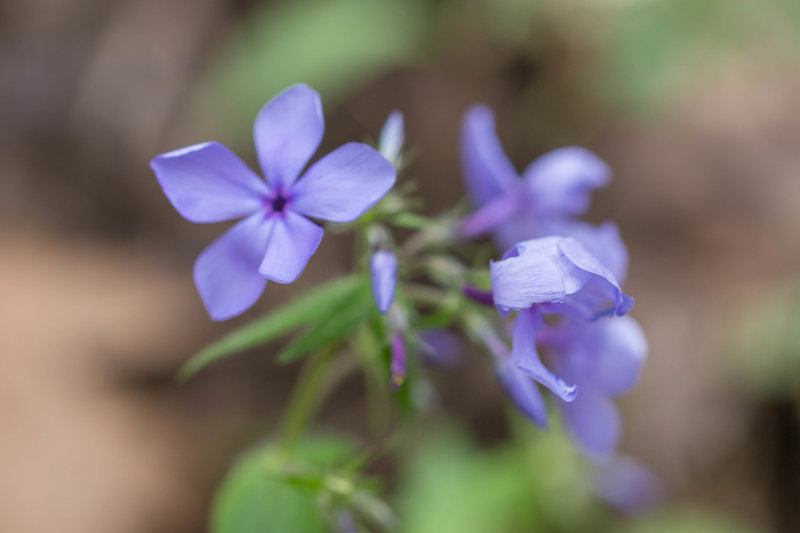 wildflower