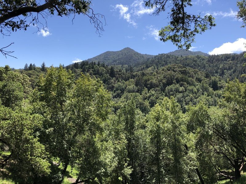 View of Mt. Tam