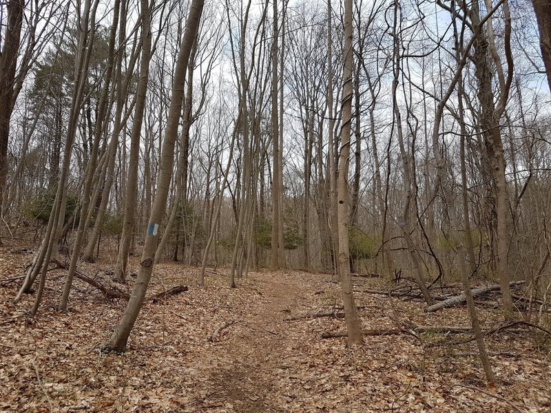 Blue and White Trail at Solomon Woods