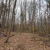 Blue and White Trail at Solomon Woods