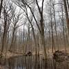 Wetlands at Solomon Woods