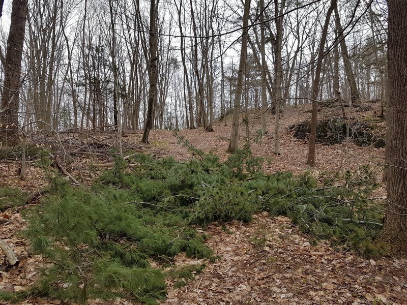 Downed tree on the blue trail of Solomon Woods