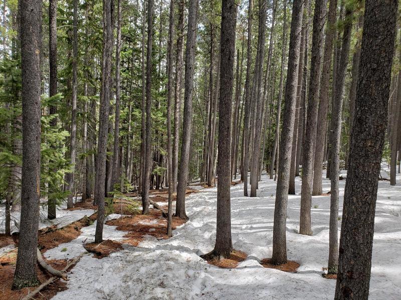 Wooded area near Windy Peak. Knee-deep snow and ice patches.