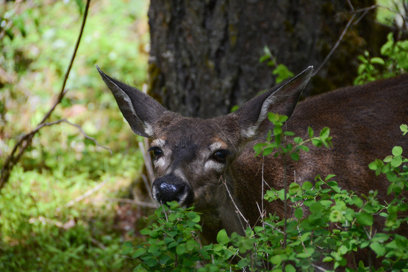 A deer chomping on some leaves