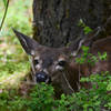 A deer chomping on some leaves