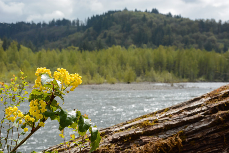 Flowers along the edge of Sandy River