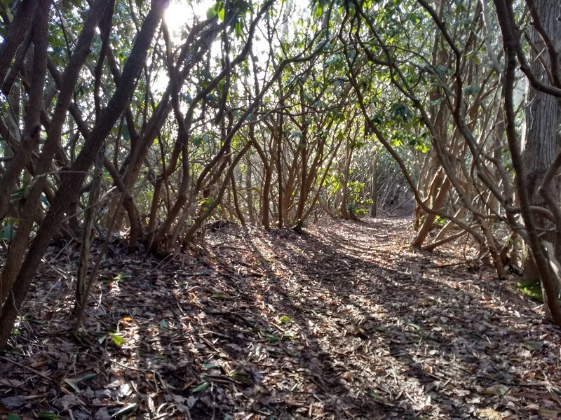 A sunny morning on the Baxter Creek Trail about a mile or so above its namesake creek, as it passes through a rhododendron tunnel.