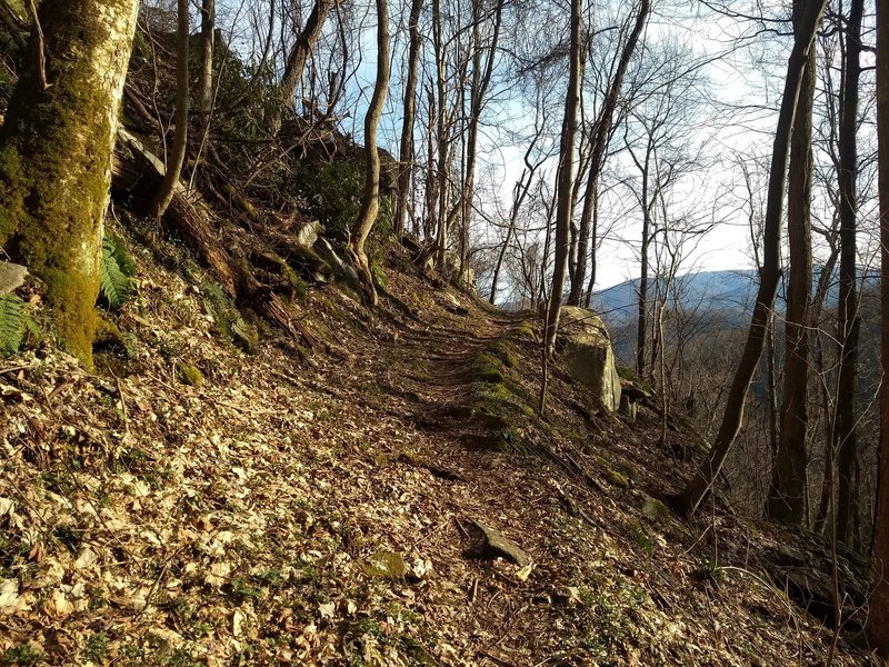 Morning sun and a nice view beyond the twisting edge of the Baxter Creek Trail.