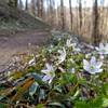 Sharp-lobed Hepatica on the Cucumber Gap Trail