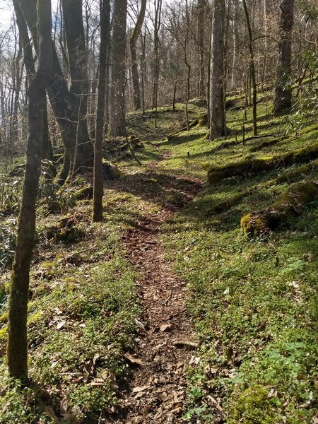 Just up from the Deep Creek crossing, the beauty of the trail contrasts the difficulty of the climb, which is as steep as it gets along the entirety of the trail along this section.