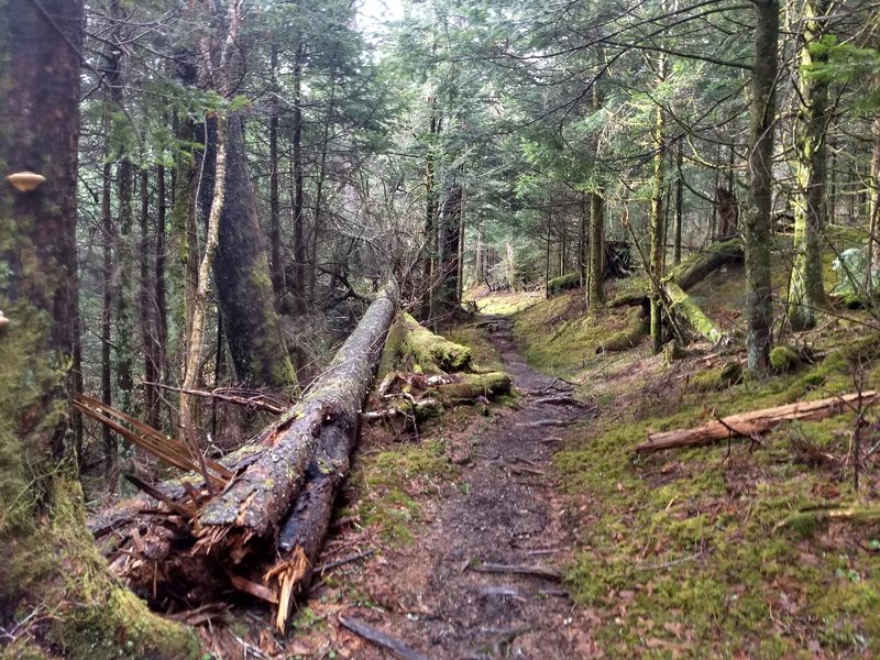 Just below Clingmans Dome Road on the Fork Ridge Trail