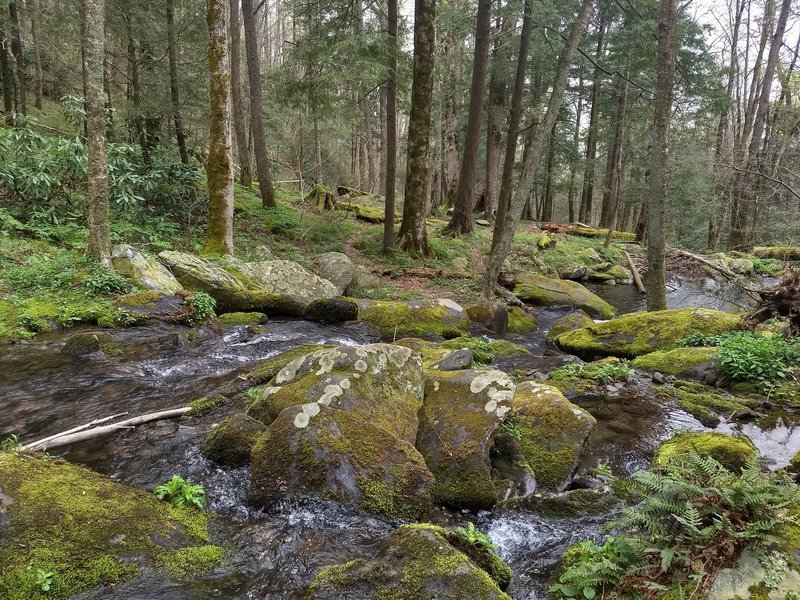 The Gabes Mountain Trail navigates a stream crossing as it approaches the splendidly verdant backcountry campsite #34.