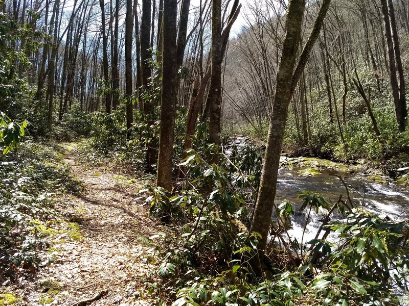 For basically the entire lower half of the Goshen Prong Trail, the picturesque creek parallels the trail offering a steady stream of beautiful cascades to accompany your hike