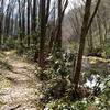 For basically the entire lower half of the Goshen Prong Trail, the picturesque creek parallels the trail offering a steady stream of beautiful cascades to accompany your hike