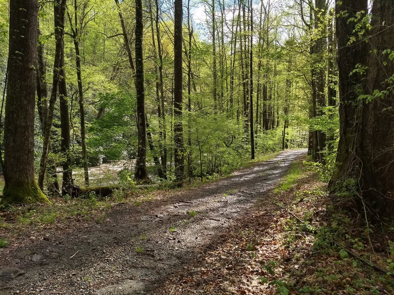 A sunny, early Spring afternoon near the Lakeshore Trail terminus of Hazel Creek Trail.