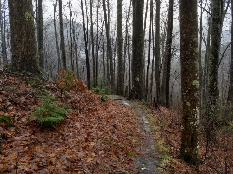 The Huskey Gap Trail descends toward the Little River Trail on a rainy winter day.