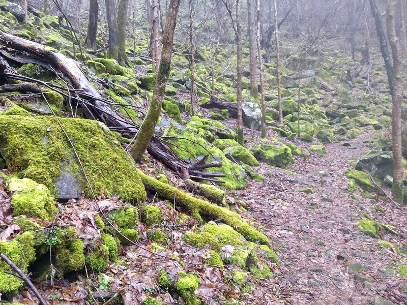 Bright green moss livens up a dreary winter hike on the Huskey Gap Trail.