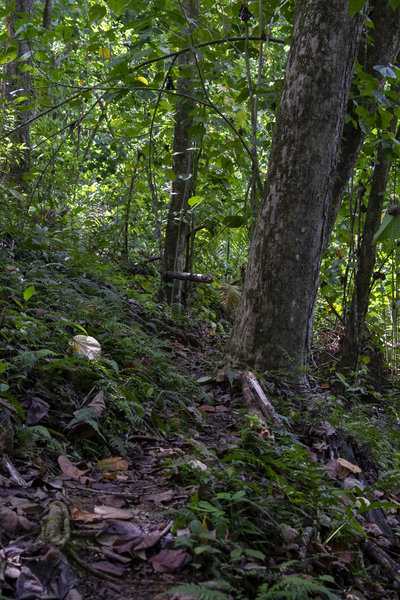 The trail next to the creek