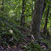 The trail next to the creek