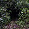 Bamboo Tunnel