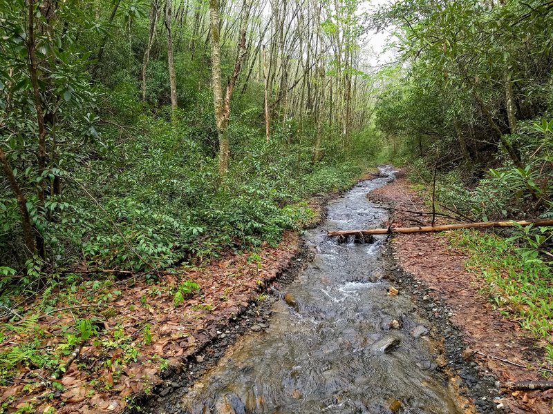 This stream was running directly down the center of the Jenkins Ridge Trail during a period of high water in the Smokies; I'm unsure if it typically is like this, but it looks like it might be.