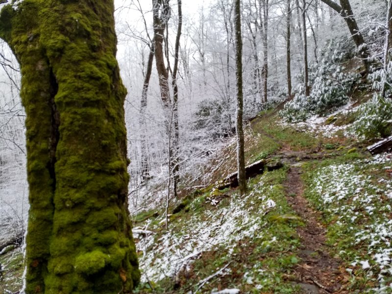 Spring and Winter are one in this late April photo from the Jenkins Ridge Trail, near its terminus at the Appalachian Trail.