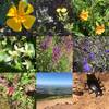 Lots of wild flowers blooming on the trail.