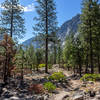 Sparse pine forest as the trail heads towards Bubbs Creek