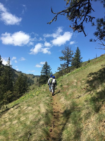 Looking up trail at Grouse Mountain.