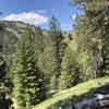 Ponderosa pines with Grouse Mountain in view