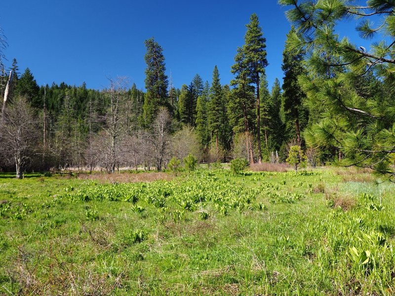 Corn lilies starting to emerge in the first meadow