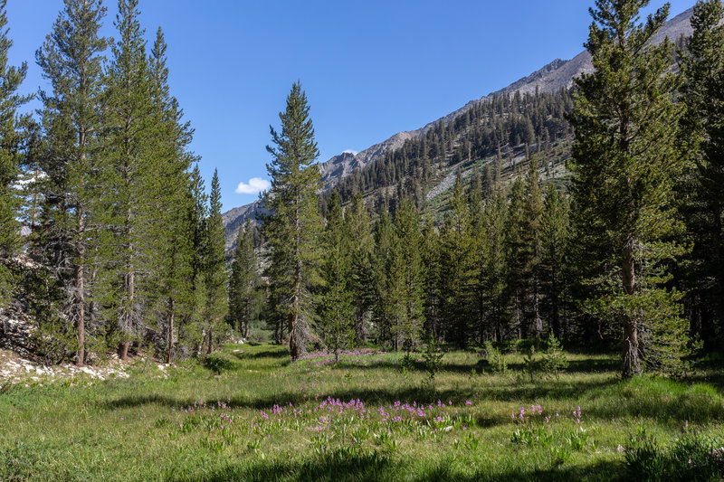 A wildflower meadow near South Fork Woods Creek.