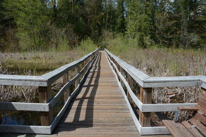 The view back towards the main trail from the end of the Cattail Marsh boardwalk