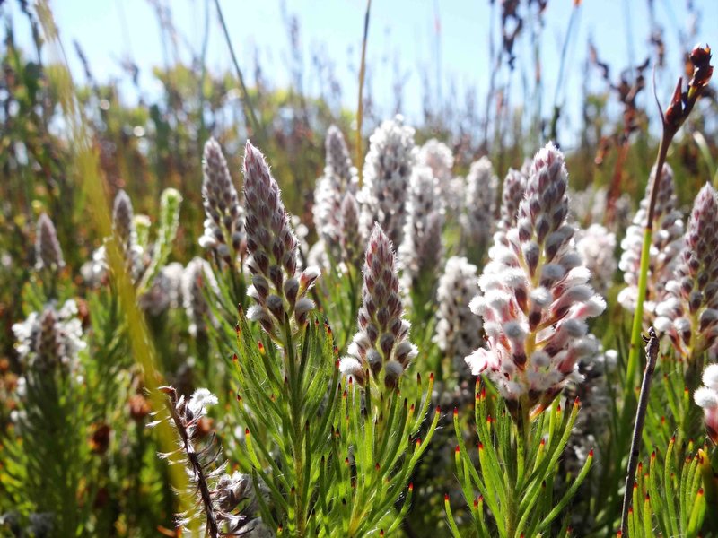 Fuzzybuds flowering on the plateau.