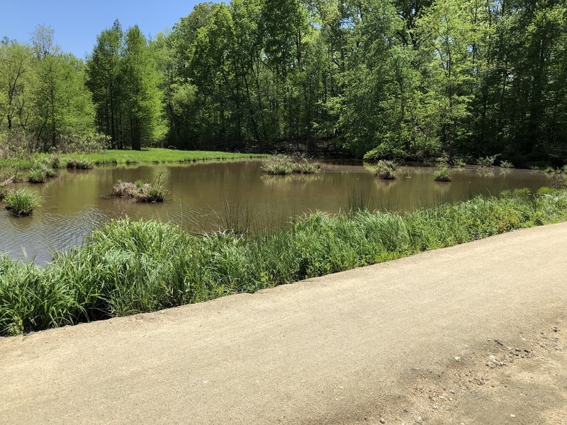 The wetland that's separated from the lake by the trail.