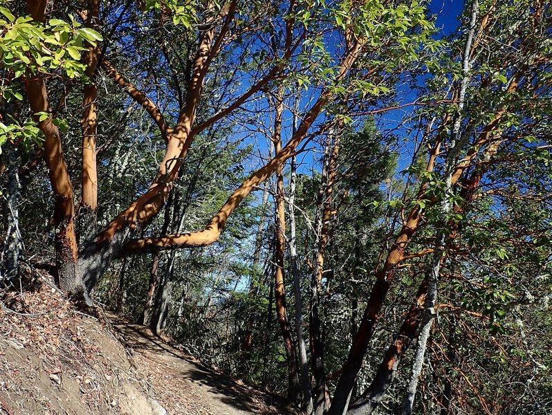 Big madrones along the Darkside Trail