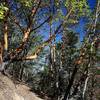 Big madrones along the Darkside Trail