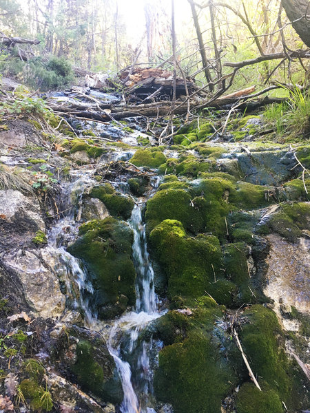 Water flowing amongst moss blanketed rocks